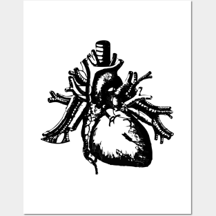 Heart's Anatomy Posters and Art